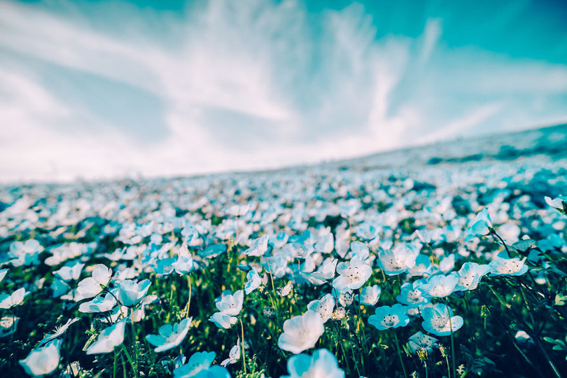 bien hoa mau thien thanh tuyet dep trong cong vien o nhat ban