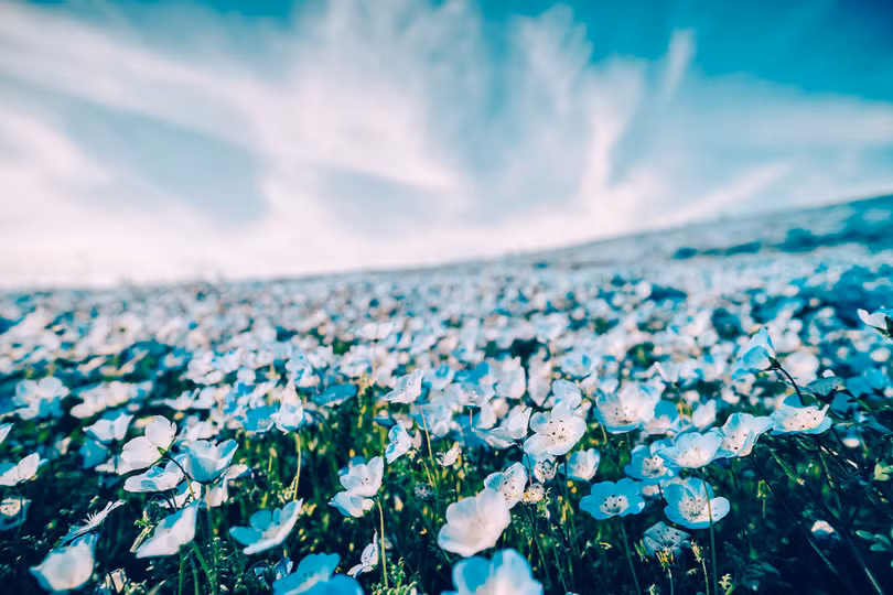 bien hoa mau thien thanh tuyet dep trong cong vien o nhat ban