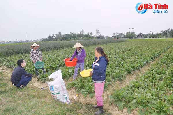 duoc mua duoc lieu nong dan cam phuc mung nhu bat duoc vang