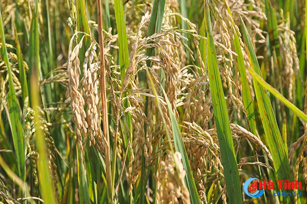 khong xu ly kip thoi benh dao on se nhanh chong lan rong