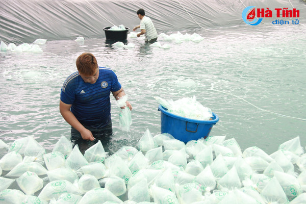 htx nuoi trong thuy san xuan thanh tha 15 trieu con tom giong