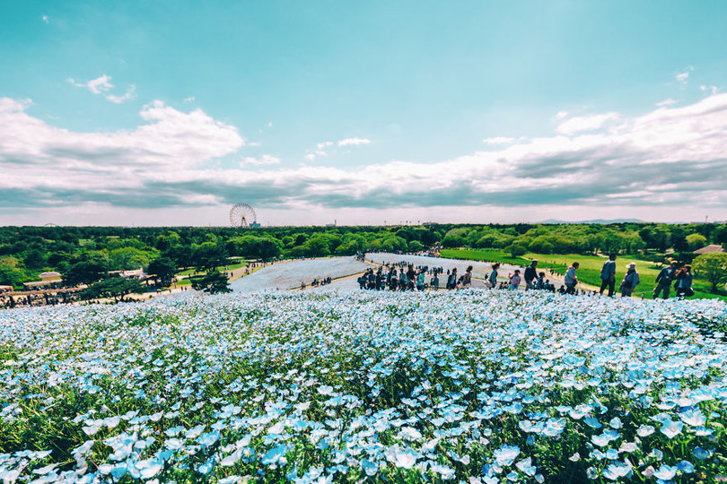 bien hoa mau thien thanh tuyet dep trong cong vien o nhat ban