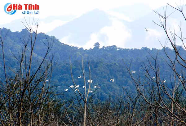 nguoc nguon ngan truoi