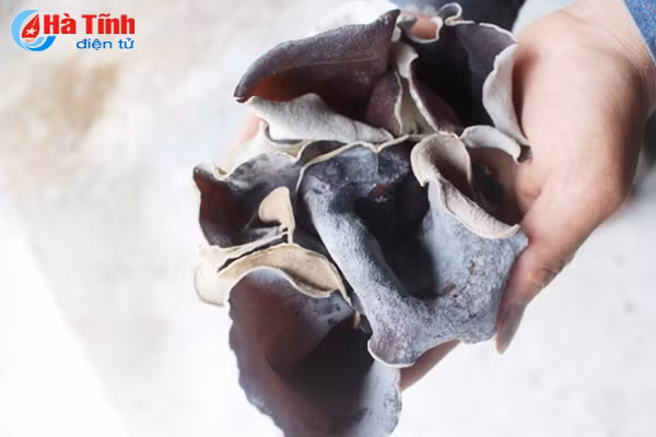 giay khai sinh cho nong san thach ha