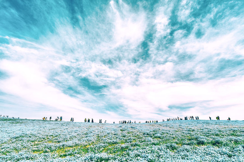 bien hoa mau thien thanh tuyet dep trong cong vien o nhat ban