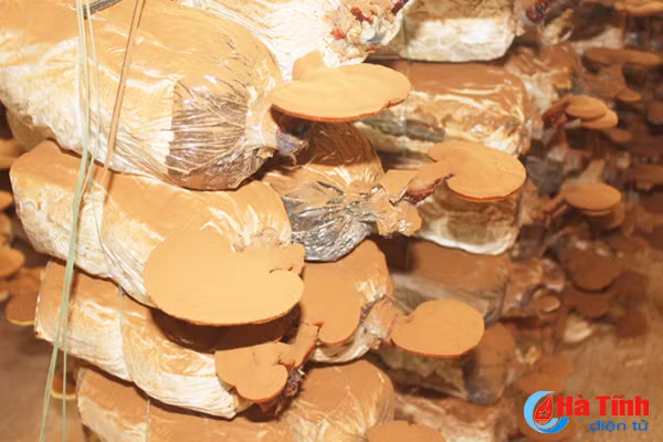 giay khai sinh cho nong san thach ha