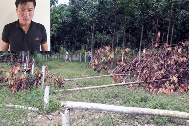 khoi to ke dung cua xang cat trom cay cao su