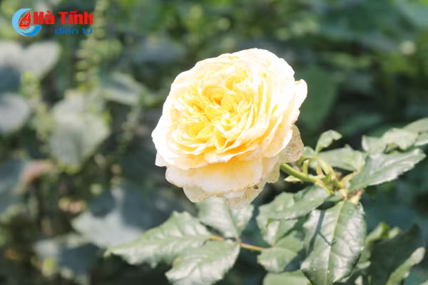 kham pha khu vuon mau dat giai a cua can bo tu phap thach tan