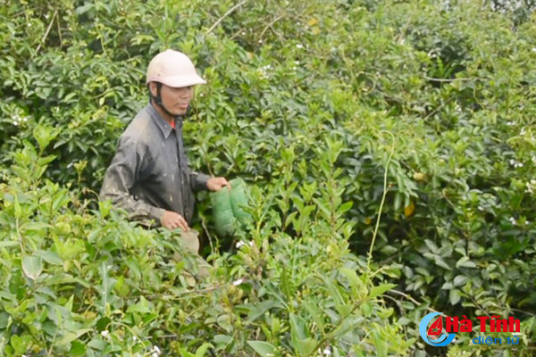 xem nong dan cam xuyen bay cay doc dao bang chai nhua
