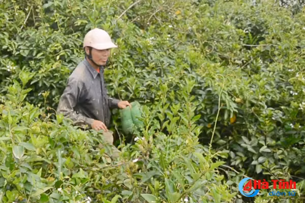 xem nong dan cam xuyen bay cay doc dao bang chai nhua