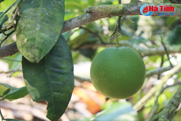 kham pha khu vuon mau dat giai a cua can bo tu phap thach tan