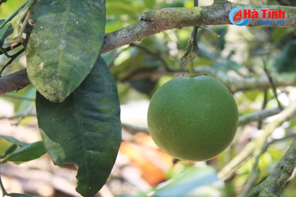 kham pha khu vuon mau dat giai a cua can bo tu phap thach tan