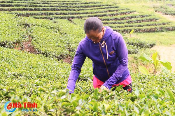 vua che lon nhat ky anh vao mua thu hai