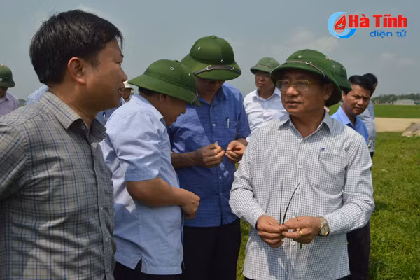 bi thu tinh uy xuong dong kiem tra sau benh lua vu xuan