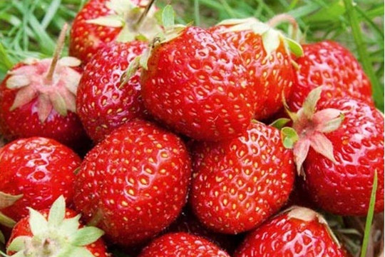 thuc pham chong nep nhan