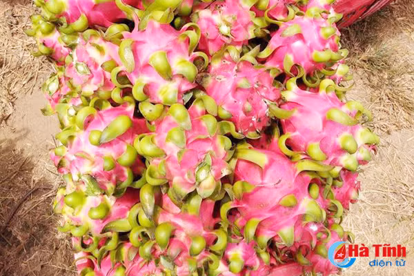 giay khai sinh cho nong san thach ha