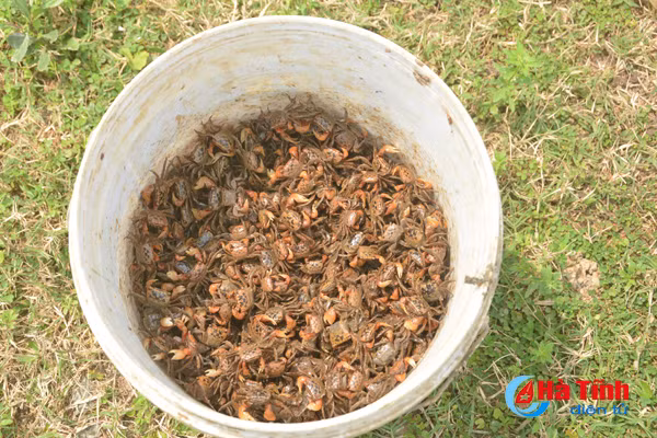 xem nong dan cam xuyen bay cay doc dao bang chai nhua