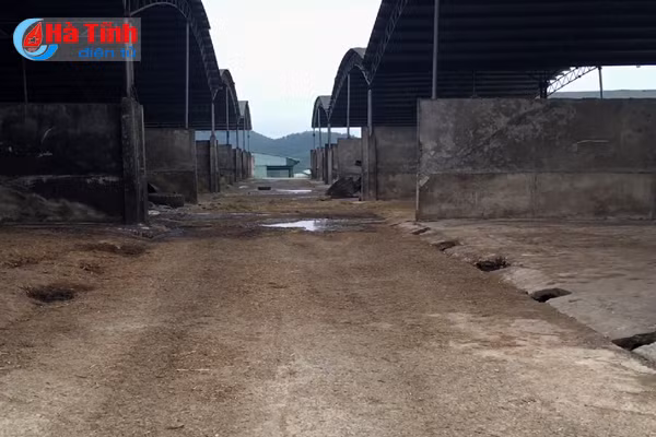 Dự án chăn nuôi bò Bình Hà: “Vắng như chùa bà Đanh”!