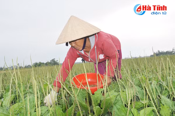 duoc mua duoc lieu nong dan cam phuc mung nhu bat duoc vang