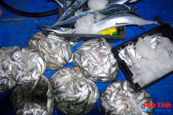 bat 2 tau gia cao tan diet nguon loi thuy san o ha tinh