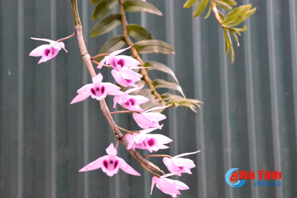 ban tay thay giao ti man danh thuc nhung mam lan