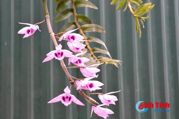 ban tay thay giao ti man danh thuc nhung mam lan