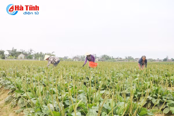 duoc mua duoc lieu nong dan cam phuc mung nhu bat duoc vang