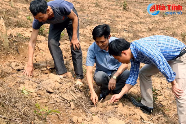 hoi sinh 7 000 ha keo tram vung thuong ky anh