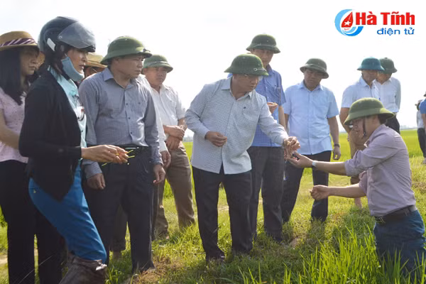 bi thu tinh uy xuong dong kiem tra sau benh lua vu xuan