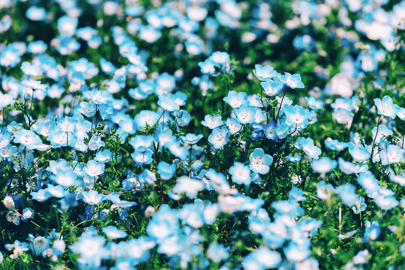 bien hoa mau thien thanh tuyet dep trong cong vien o nhat ban