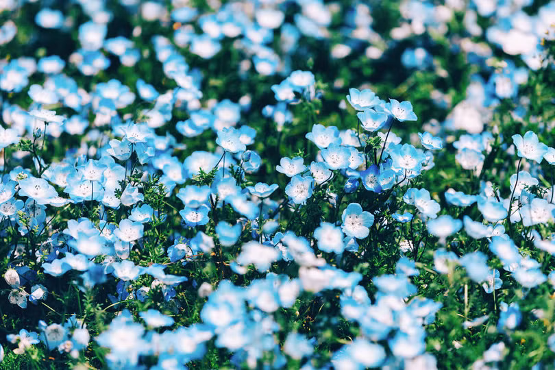 bien hoa mau thien thanh tuyet dep trong cong vien o nhat ban