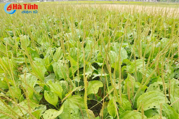 duoc mua duoc lieu nong dan cam phuc mung nhu bat duoc vang