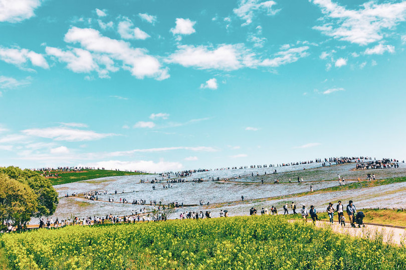 bien hoa mau thien thanh tuyet dep trong cong vien o nhat ban