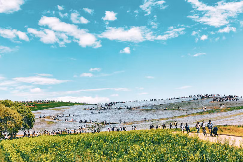 bien hoa mau thien thanh tuyet dep trong cong vien o nhat ban