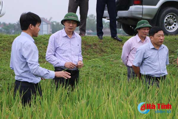 kiem tra sat sao dong ruong phong tru kip thoi dao on co bong