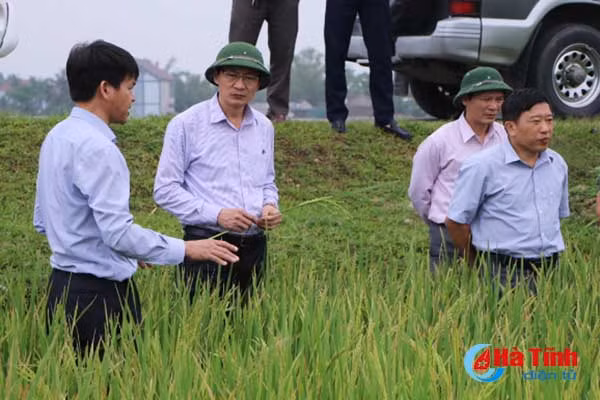 kiem tra sat sao dong ruong phong tru kip thoi dao on co bong