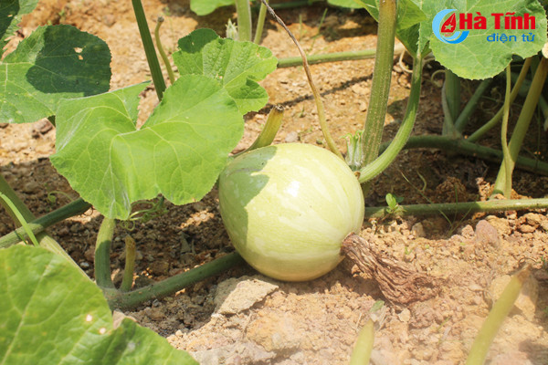 kham pha khu vuon mau dat giai a cua can bo tu phap thach tan