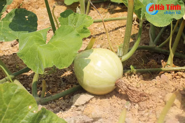 kham pha khu vuon mau dat giai a cua can bo tu phap thach tan