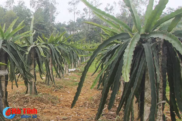 quy tin dung lien xa thien vuong giup hang nghin ho dan thoat ngheo