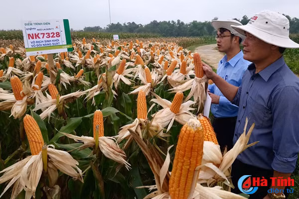 giong ngo sinh khoi vo doi nang suat