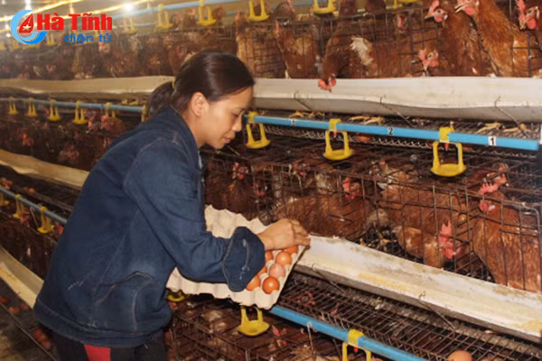 giay khai sinh cho nong san thach ha