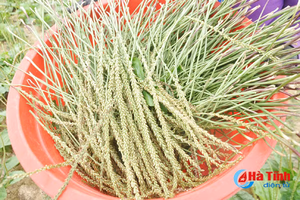 duoc mua duoc lieu nong dan cam phuc mung nhu bat duoc vang