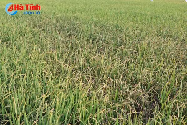 giong vtna2 o ha tinh dan san xuat 11 500ha dn noi chi khoang 1 000ha