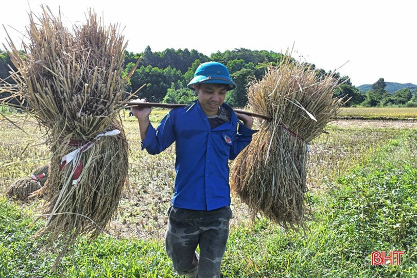 Tuổi trẻ Vũ Quang giúp người dân xã biên giới thu hoạch lúa “chạy” mưa