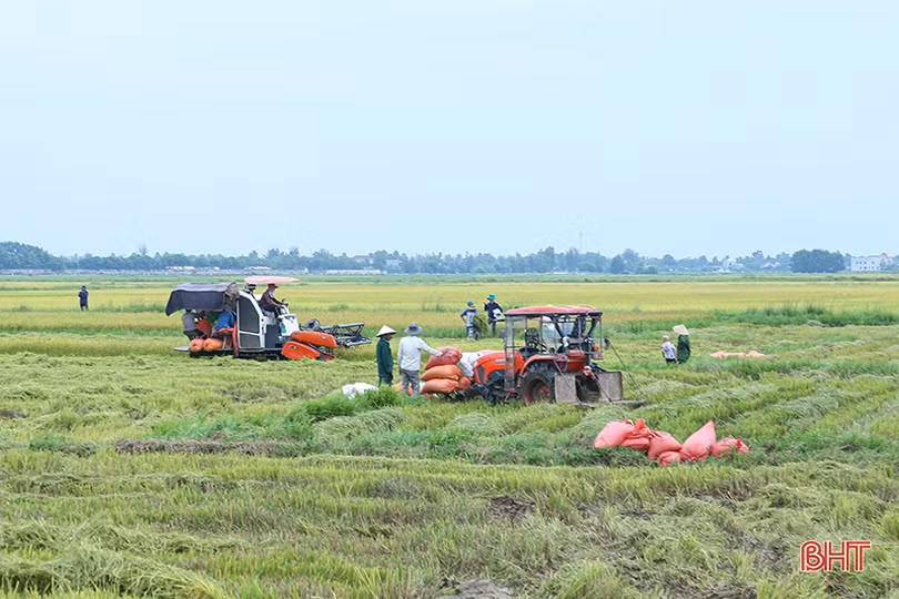 Dự báo có mưa lớn, nông dân Hà Tĩnh khẩn trương thu hoạch lúa hè thu