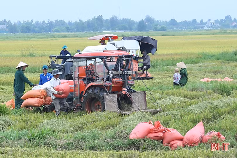 Dự báo có mưa lớn, nông dân Hà Tĩnh khẩn trương thu hoạch lúa hè thu