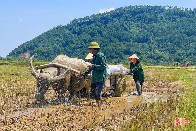 Dự báo có mưa lớn, nông dân Hà Tĩnh khẩn trương thu hoạch lúa hè thu
