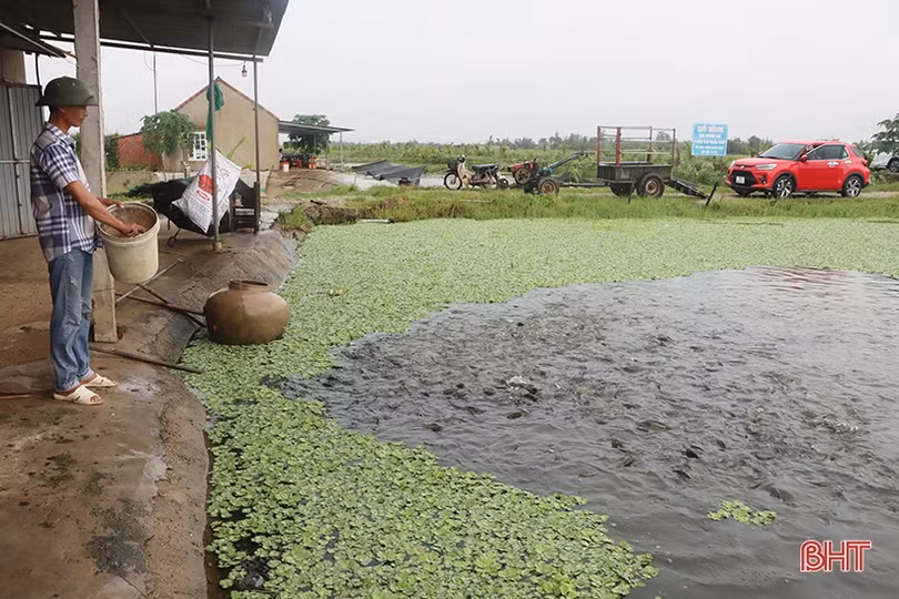 Đầu tư chăn nuôi hữu cơ tuần hoàn, nông dân Cẩm Xuyên thu lợi cao