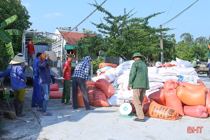Dự báo có mưa lớn, nông dân Hà Tĩnh khẩn trương thu hoạch lúa hè thu