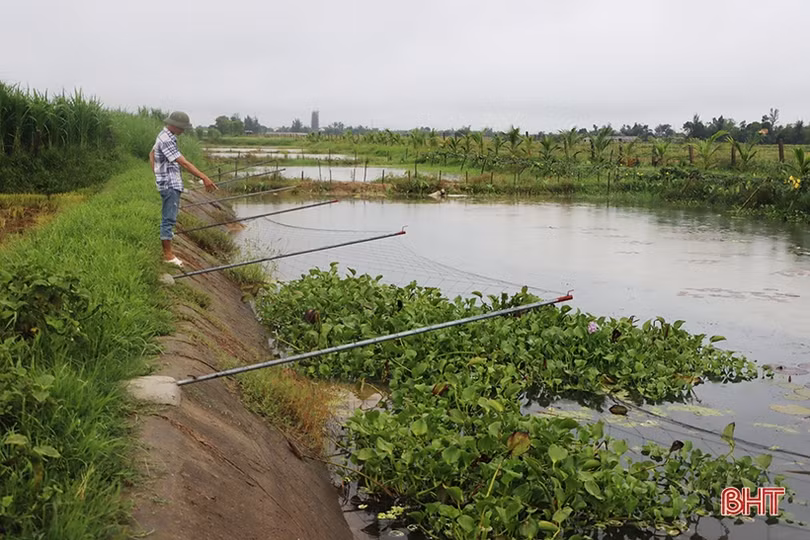 Đầu tư chăn nuôi hữu cơ tuần hoàn, nông dân Cẩm Xuyên thu lợi cao